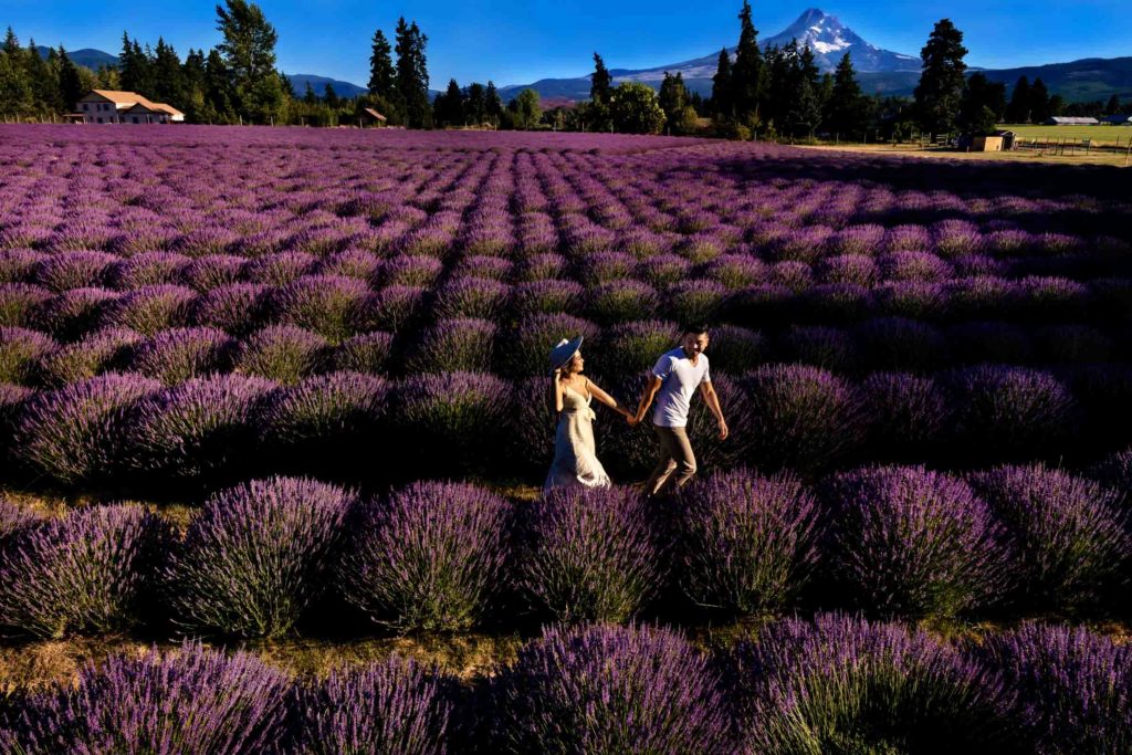 Lavender Valley