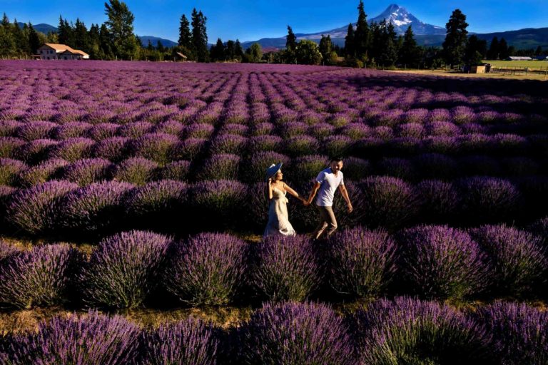 Lavender Valley