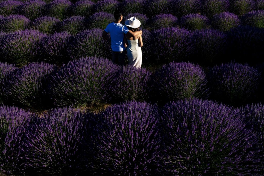 Lavender Valley