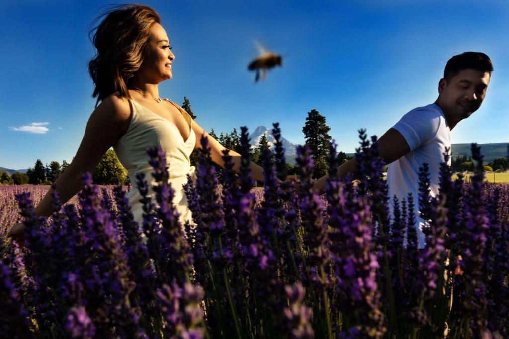 Lavender Valley
