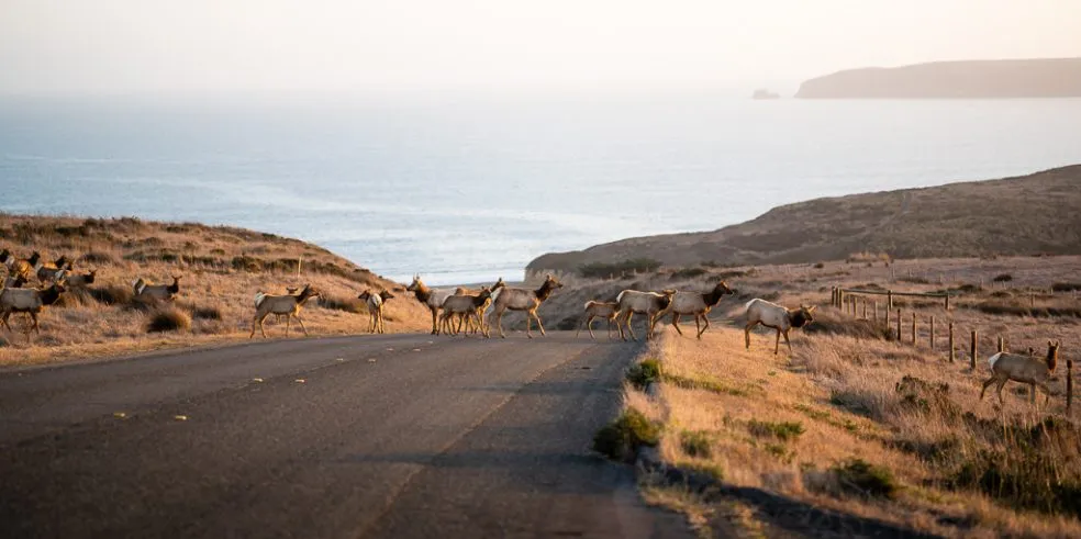 Point Reyes National Seashore