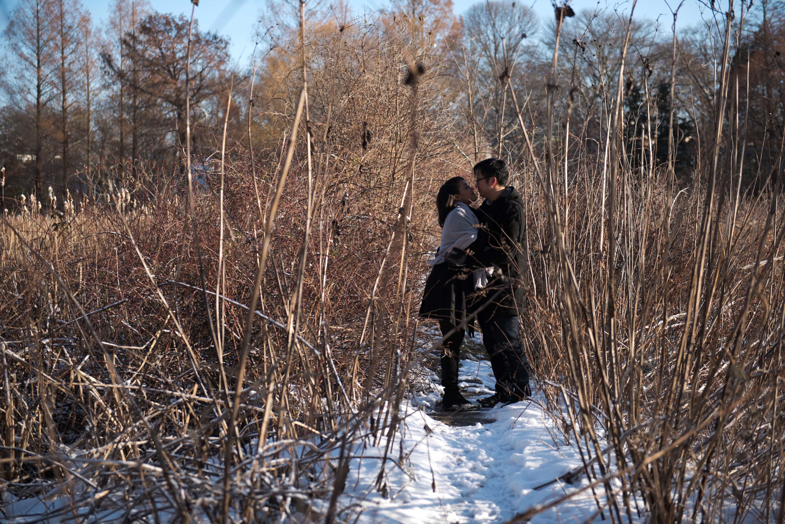 Arnold Arboretum of Harvard University