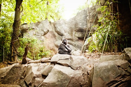 Bronx Zoo