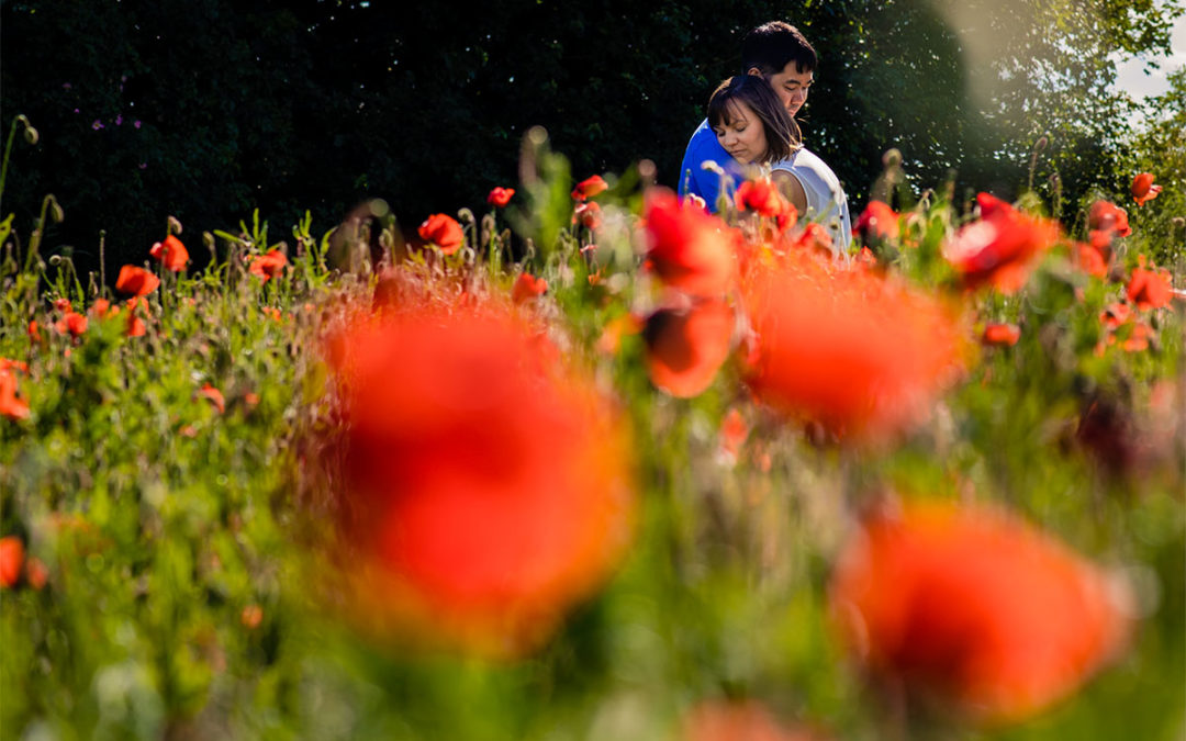 Red Poppy Fields