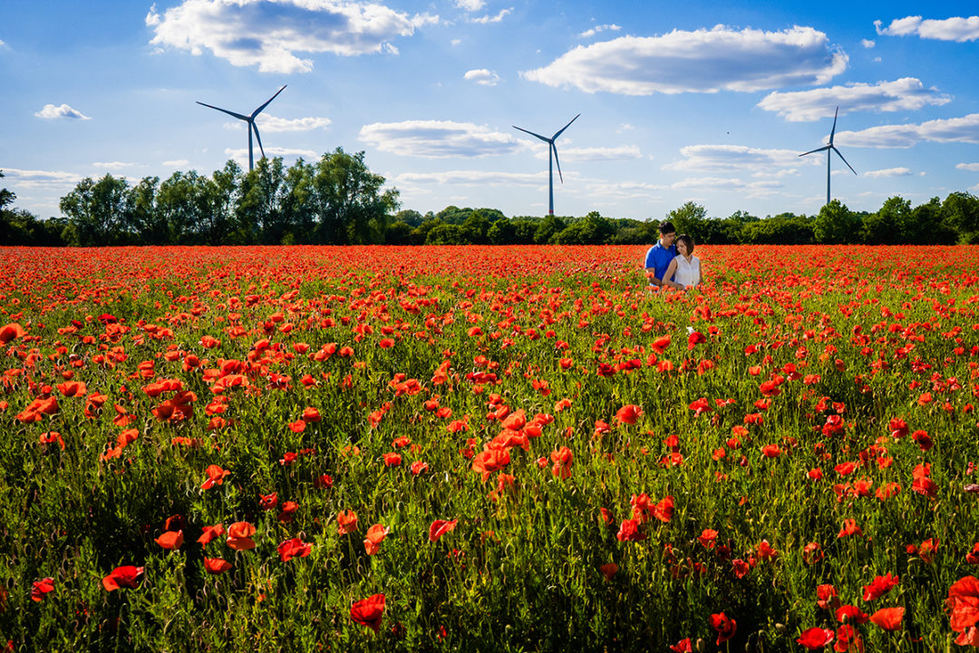 red poppy fields