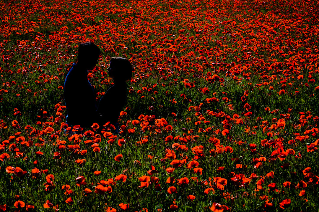 Red Poppy Fields