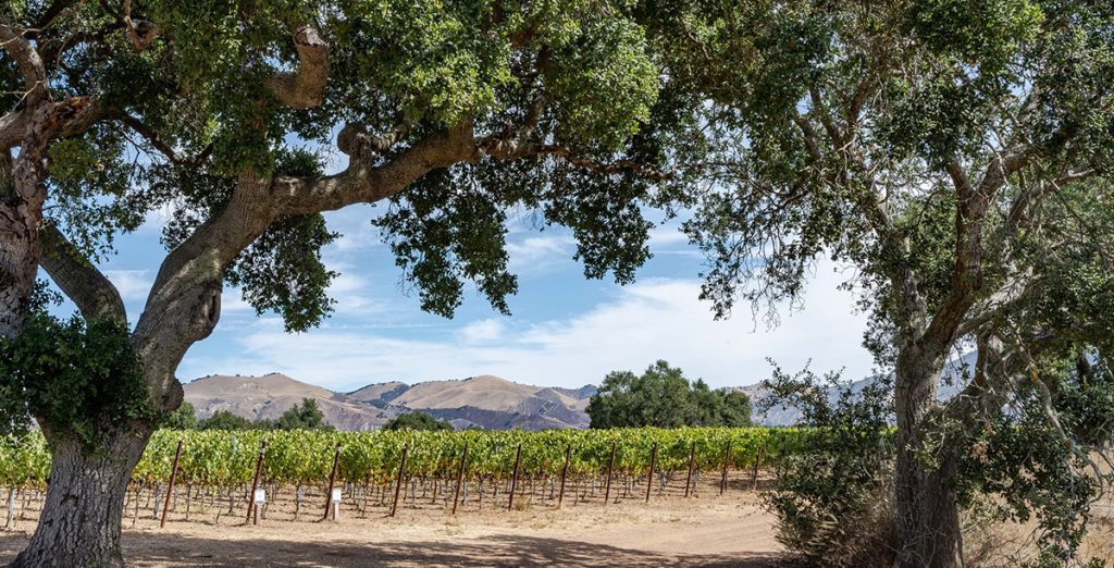 Zaca Mesa Winery