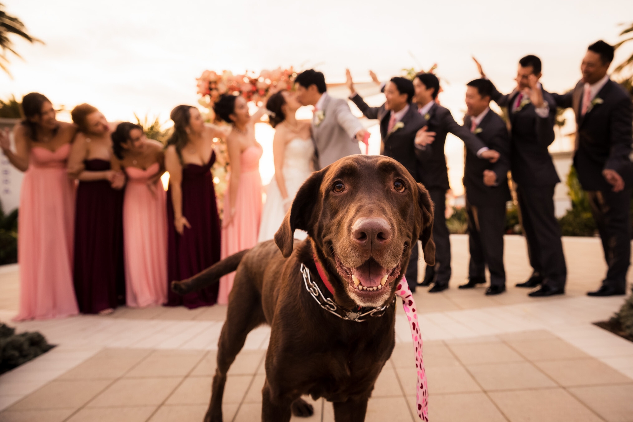 Dog Ring Bearer – Cuteness Walking Down the Aisle